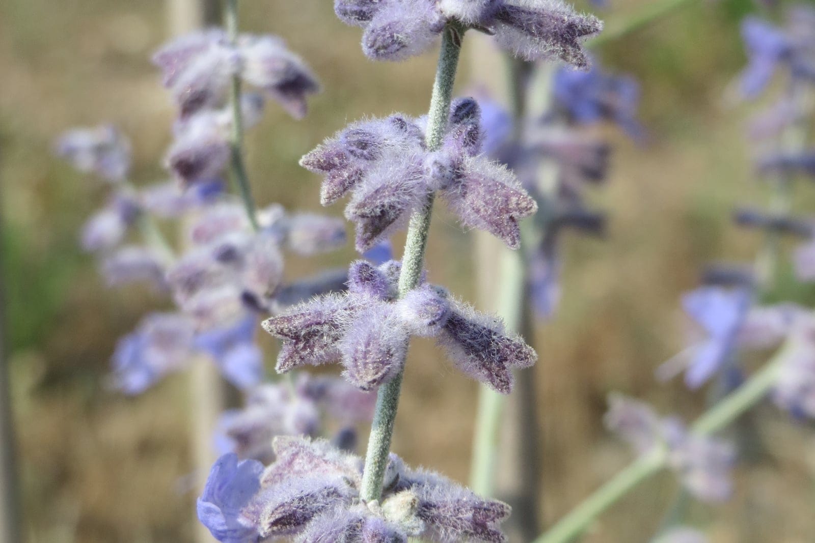 Russian sage (Salvia yangii) flowering spike showing whorls of fuzzy gray-violet calyces tiered along a pale square stem with an open two-lipped lavender-blue flower.