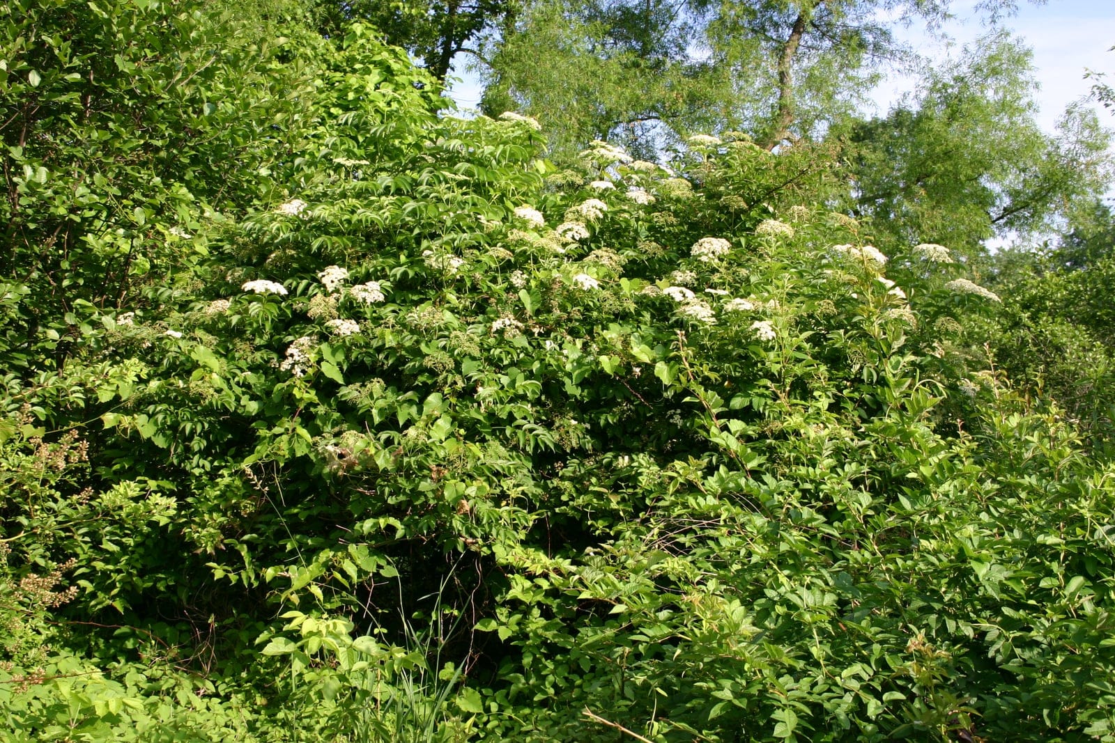 American elderberry (Sambucus canadensis) mature multi-stemmed shrub in flower, showing its arching-cane habit with flat-topped white flower cymes over pinnate foliage.