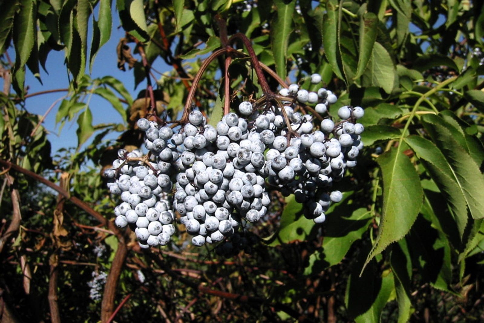 Blue elderberry (Sambucus nigra ssp. cerulea) showing the diagnostic cluster of glaucous powder-blue drupes with their waxy bloom, hanging amid pinnately compound serrated leaves.