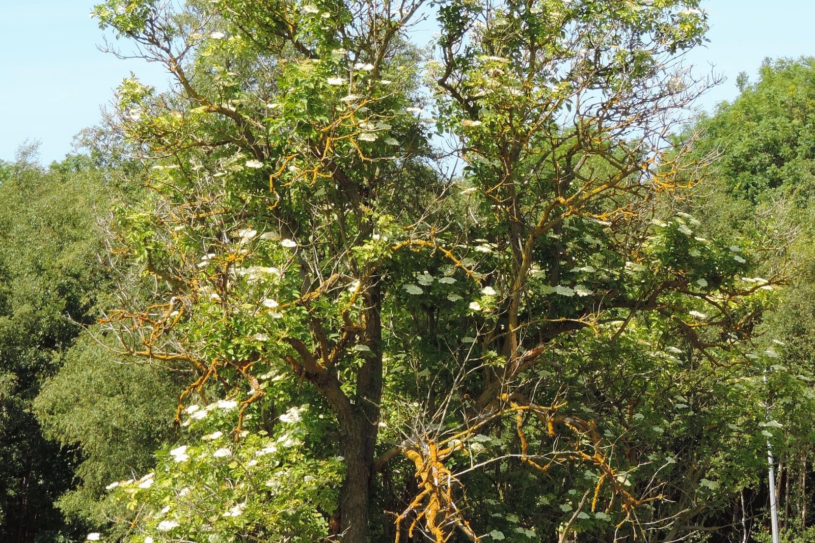 Black elder (Sambucus nigra) - spreading multi-stemmed shrub-to-small-tree habit of a mature specimen, numerous flat-topped creamy-white flower corymbs across the canopy, open arching branches bearing pinnate green foliage.