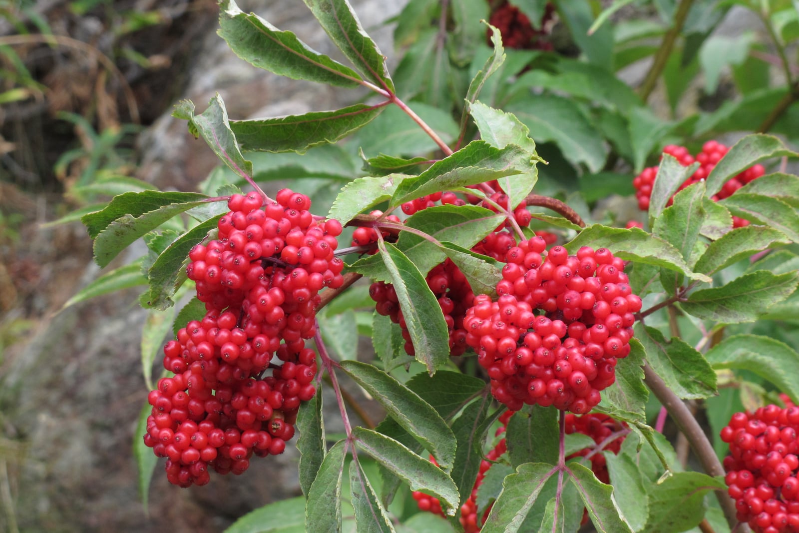 Red elder (Sambucus racemosa) in fruit: several dense, dome-shaped clusters of glossy, bright scarlet berries among leaves divided into long, pointed, finely toothed leaflets on reddish stalks, with a grey rock face behind.