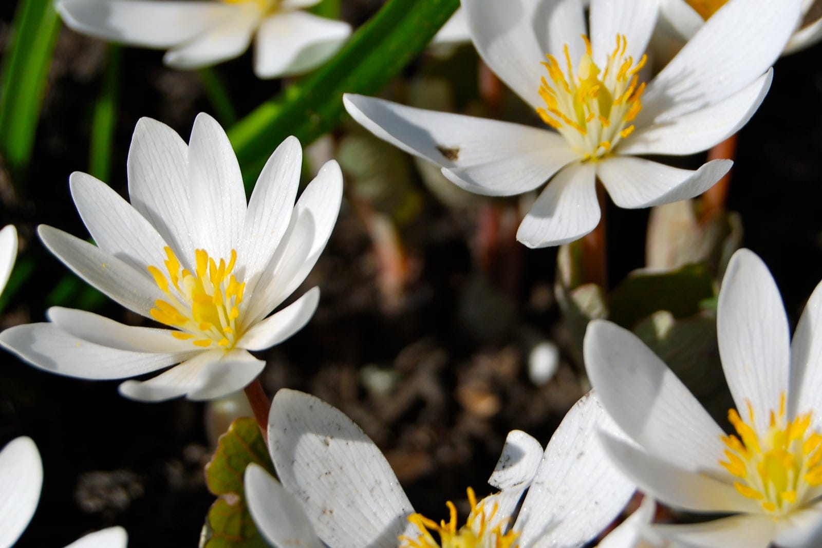 Bloodroot (Sanguinaria canadensis) showing characteristic white multi-petaled flower wrapped in a rounded leaf.