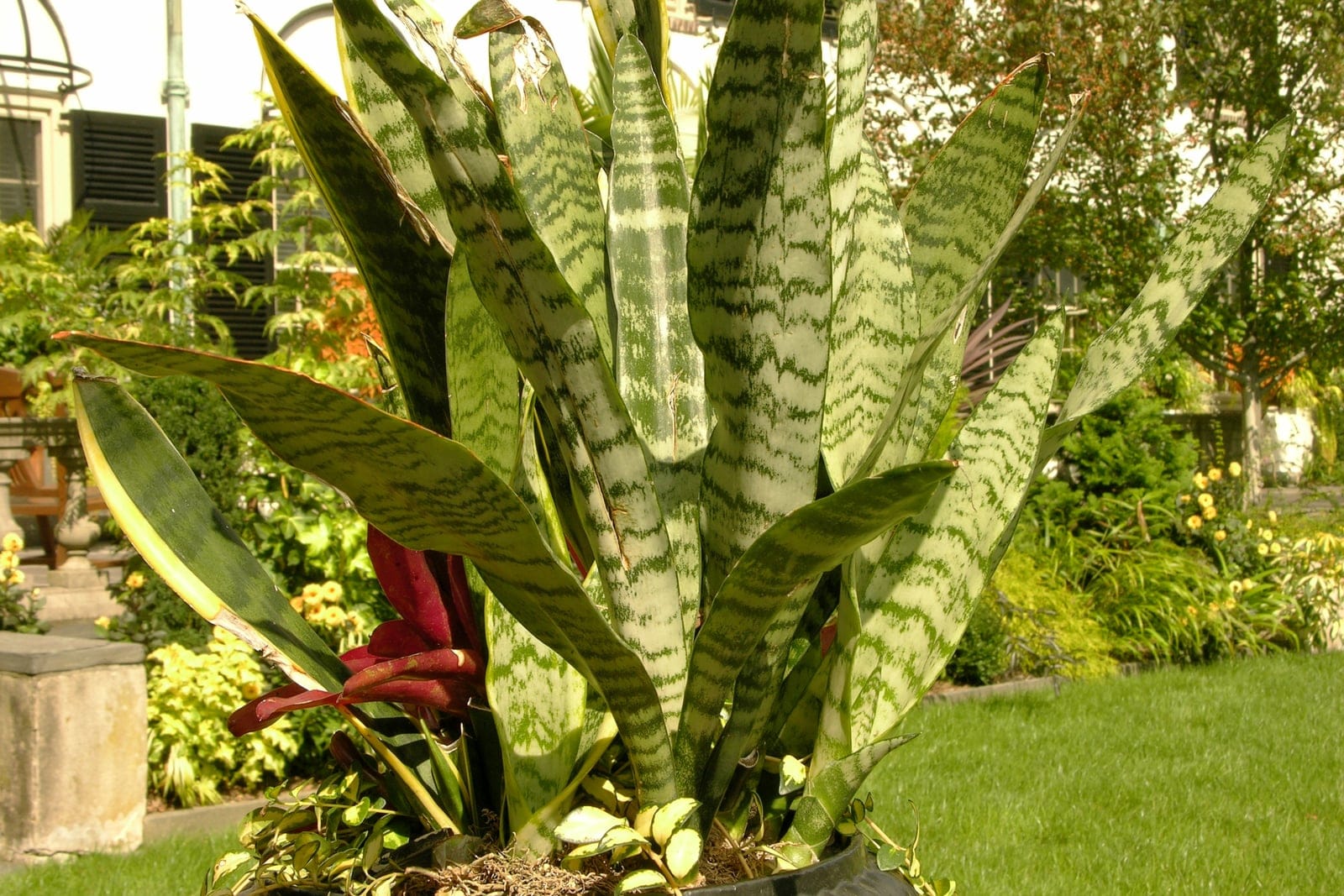 Snake plant (Sansevieria trifasciata) - stiff, upright, sword-shaped (lanceolate) succulent leaves forming an erect architectural clump, diagnostic grey-green transverse banding/mottling across the leaf blades, whole plant grown in habit in an ornamental container (clump rising from a single rosette base).