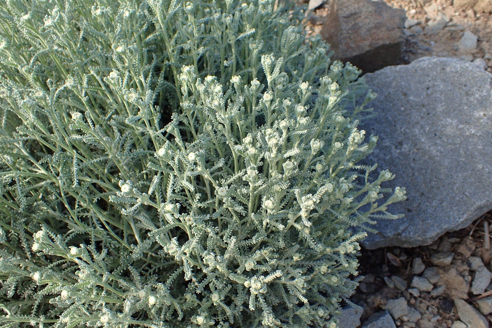 Santolina chamaecyparissus habit at Jibou Botanical Garden, showing the mounded silver-grey foliage and yellow button flowers