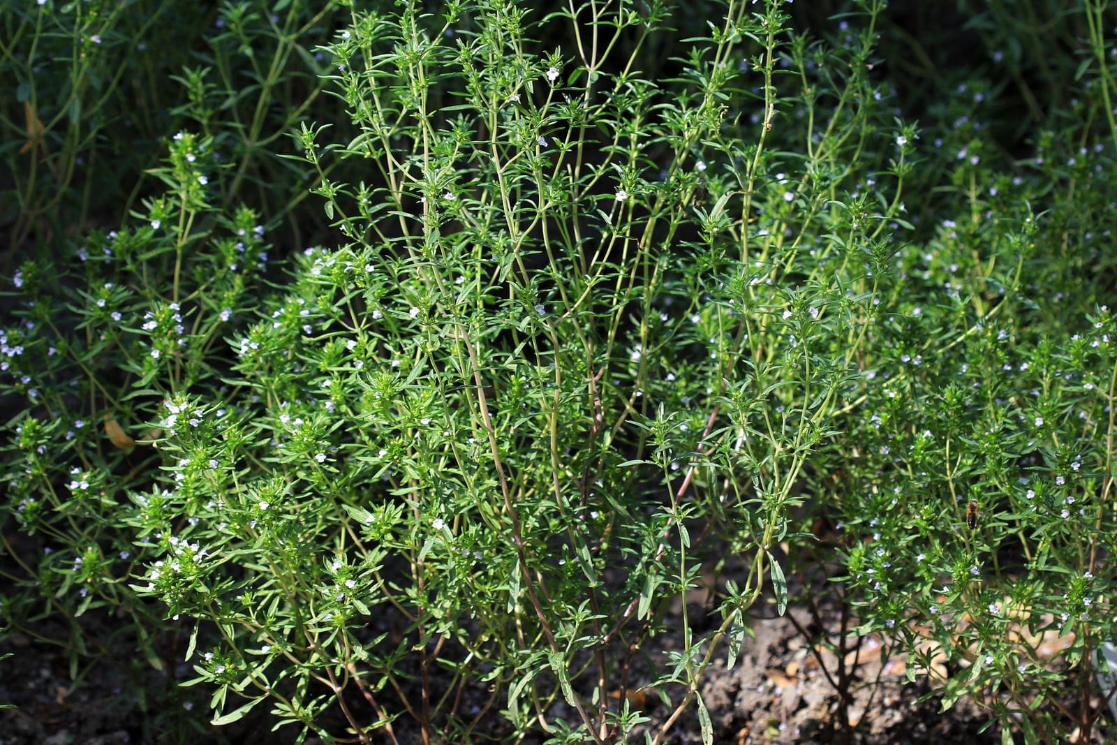 Ajedrea de jardín (Satureja hortensis) creciendo como una mata erecta y muy ramificada de tallos verdes delgados con hojas estrechas y lineares.