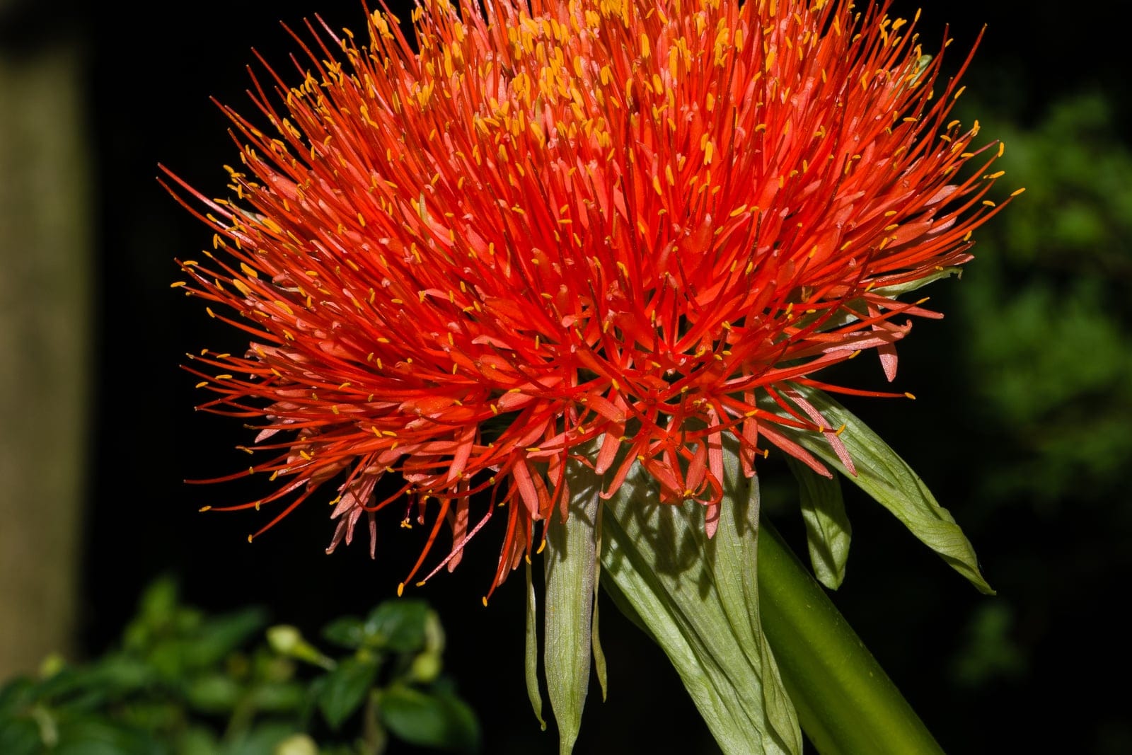 A spherical scarlet flower head of Scadoxus multiflorus (blood lily), composed of many slender red flowers with protruding stamens, atop an upright leafless stem.