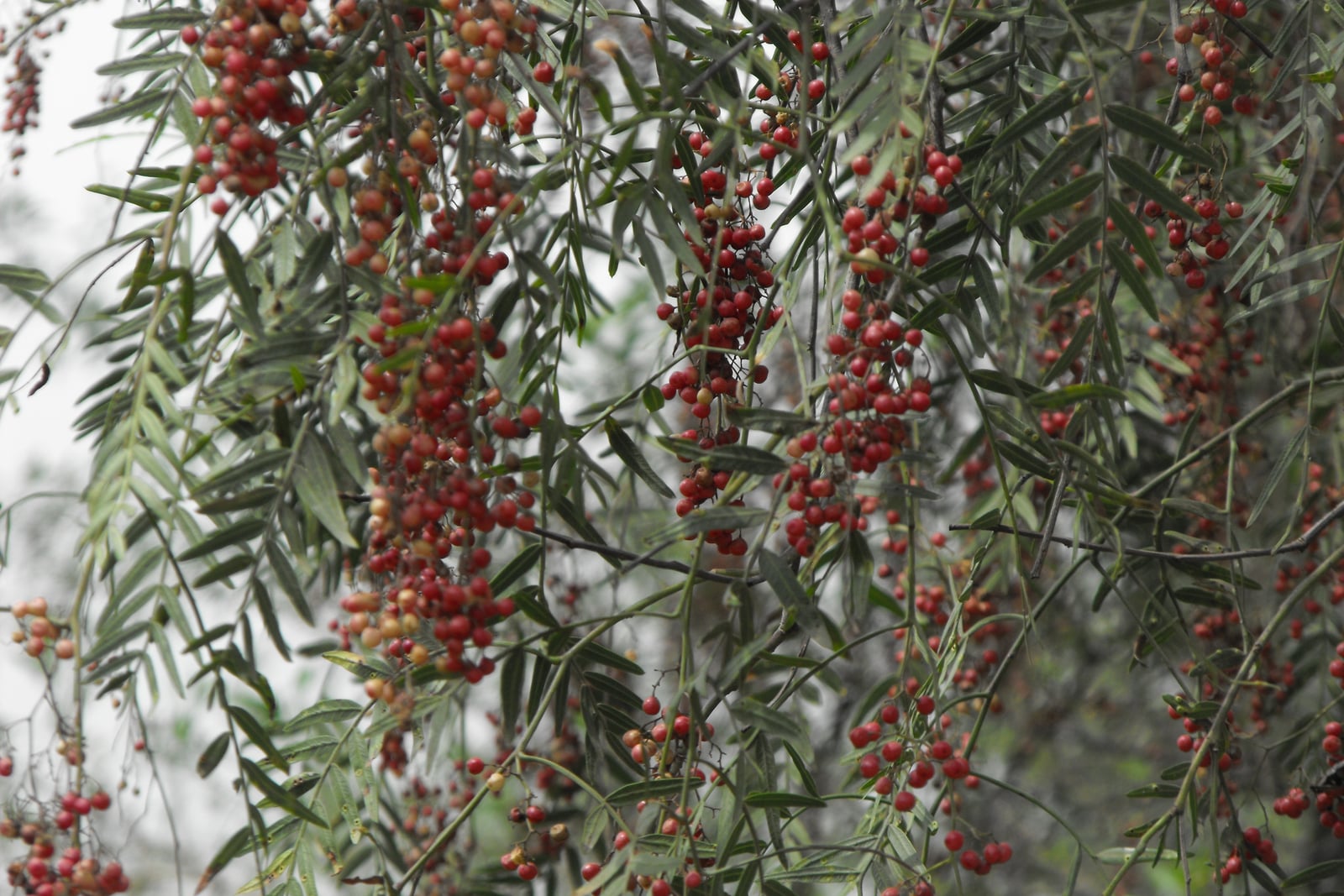 Peruvian pepper tree (Schinus molle) branches hung with long clusters of red fruit among narrow, drooping leaflets, at Xochimilco, Mexico City.