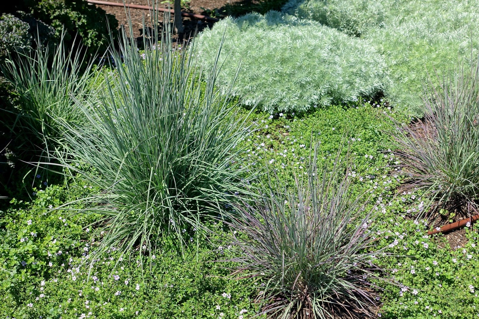 Little bluestem (Schizachyrium scoparium) clumps in a garden bed, showing the species' upright, fine-textured blue-green vase-shaped growing-season habit.