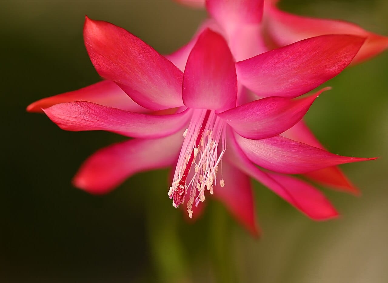 Thanksgiving cactus (Schlumbergera truncata) - recurved hot-pink tiered tepals, long protruding stamens and style, zygomorphic (asymmetric) bloom, segmented epiphytic stems.