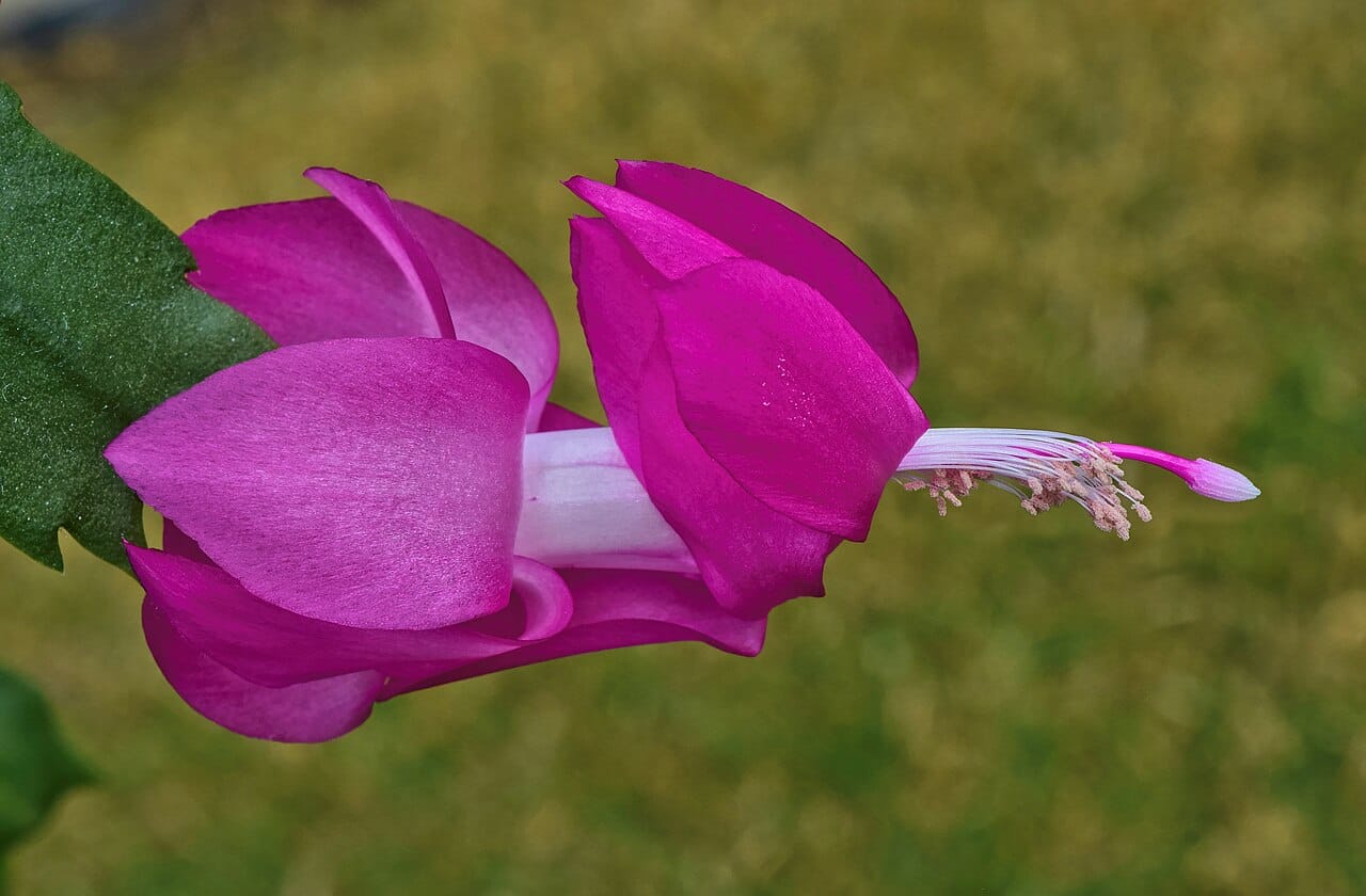 Christmas cactus (Schlumbergera x buckleyi) - magenta tubular flower with recurved tiered tepals, protruding stamens and style, flattened green stem segment.