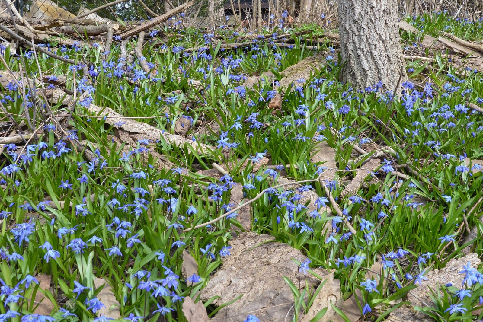 Cila-siberiana (Scilla siberica) - tapete/mancha naturalizada de flores de azul-genciana intenso espalhando-se pelo chão de um bosque, flores campanuladas e pendentes sustentadas em hastes curtas logo acima da folhagem, folhas basais verdes e fitiformes rente ao solo em um cenário de início de primavera (solo nu e serapilheira).