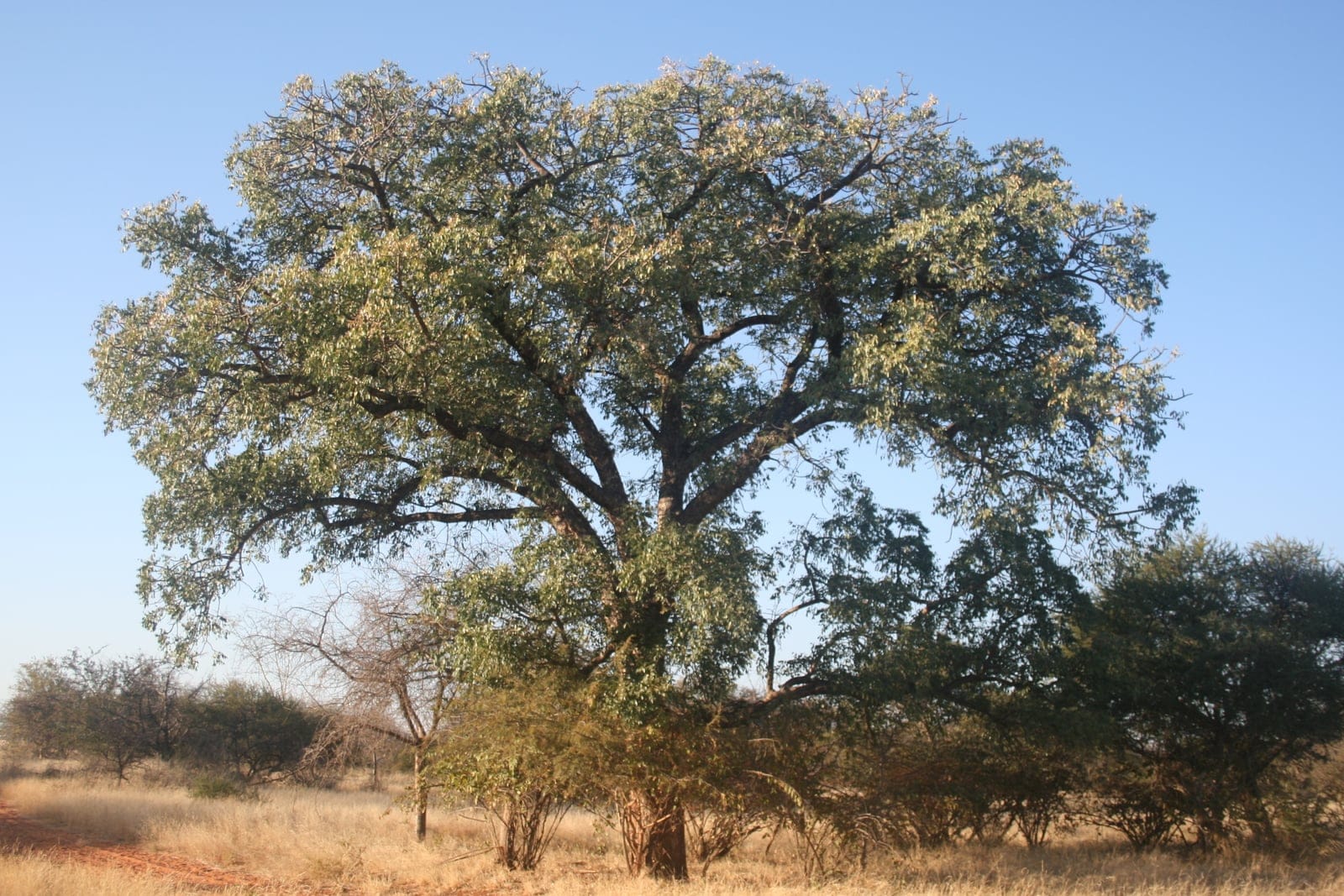 Marula (Sclerocarya birrea) - broad, rounded/dome-shaped spreading crown typical of a mature savanna marula, single sturdy grey-barked trunk dividing into heavy ascending main branches, dense canopy of fine compound foliage set in open red-soil grassland savanna.