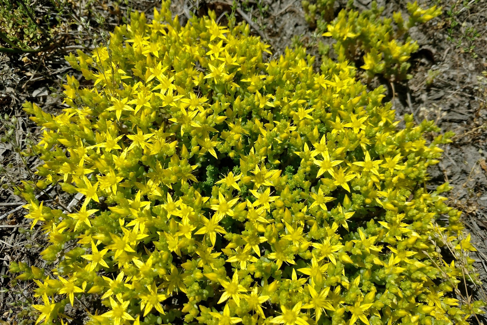 Um tapete baixo e denso de arroz-dos-telhados (Sedum acre) sobre solo nu e seco, com as minúsculas folhas carnosas verde-amareladas quase escondidas sob muitas florzinhas amarelo-vivas em forma de estrela de cinco pontas, e uma mancha menor da mesma planta no canto superior direito.