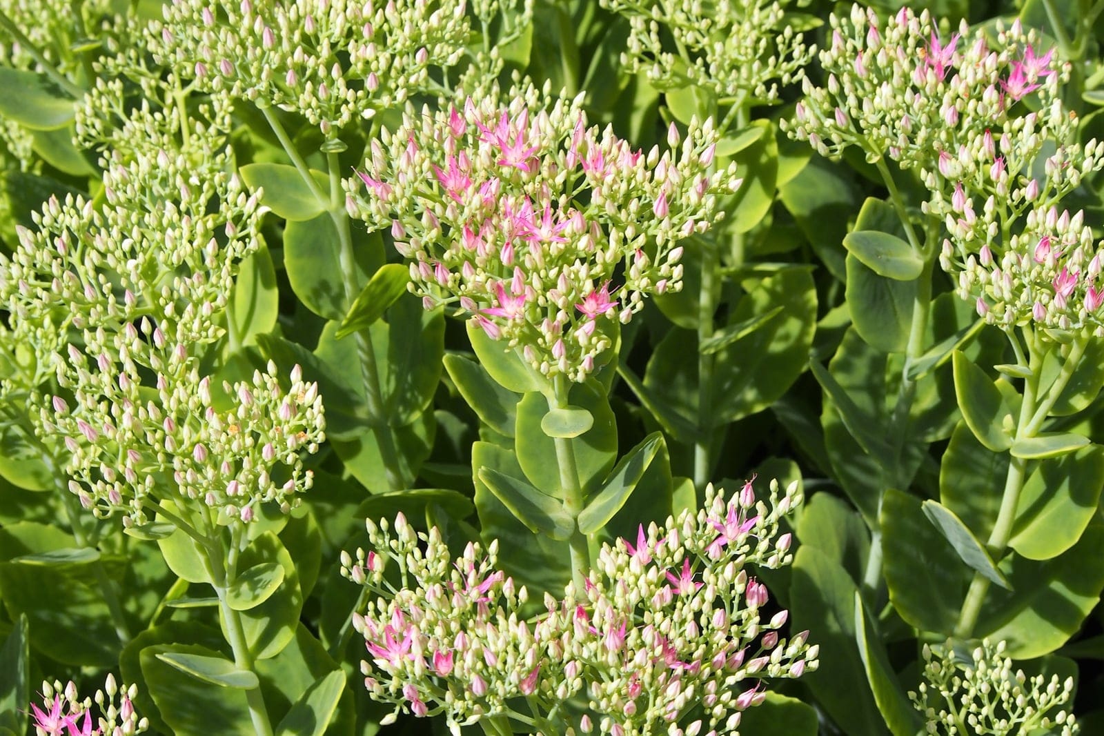 Sedum telephium - porte em touceira formado por vários caules carnudos, robustos e eretos, folhas suculentas verde-acinzentadas com margens serrilhadas revestindo os caules, inflorescências largas e de topo achatado com pequenas flores estreladas rosa-opaco.
