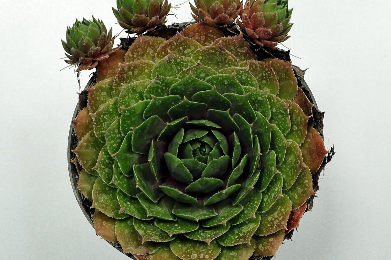 Common houseleek (Sempervivum tectorum), a tight symmetrical rosette of fleshy pointed leaves with reddish tips, ringed by smaller offset rosettes.