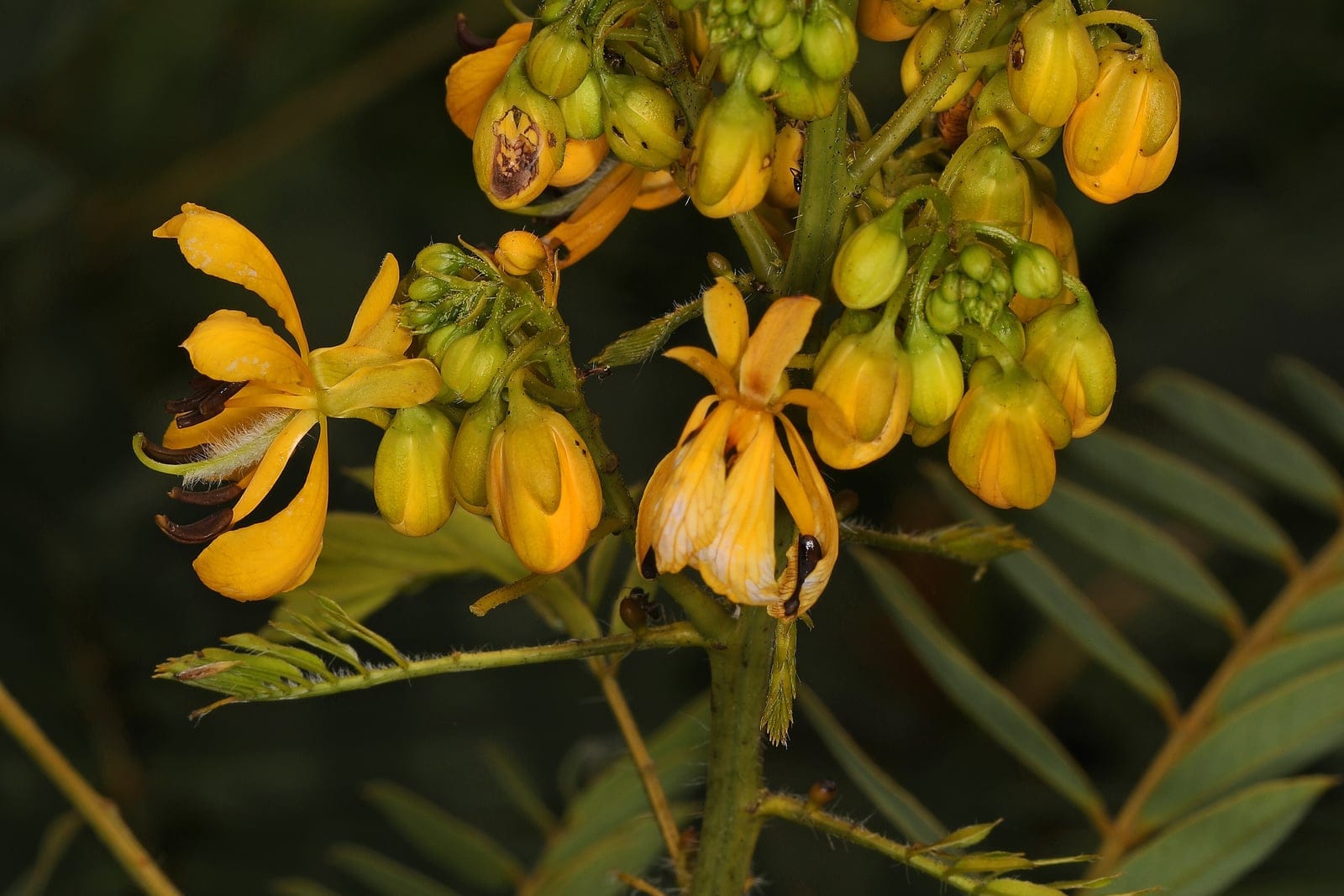 Cacho floral de sene-silvestre (Senna hebecarpa) mostrando pétalas amarelo-douradas, anteras escuras e curvadas, botões verdes e folhas compostas pinadas.