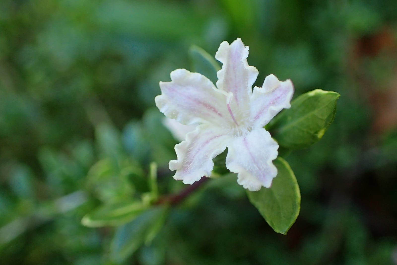 Arbusto de Serissa japonica en floración que muestra un porte denso con pequeñas flores blancas y follaje fino de color verde oscuro, fotografiado en el Jardín Botánico de Batumi