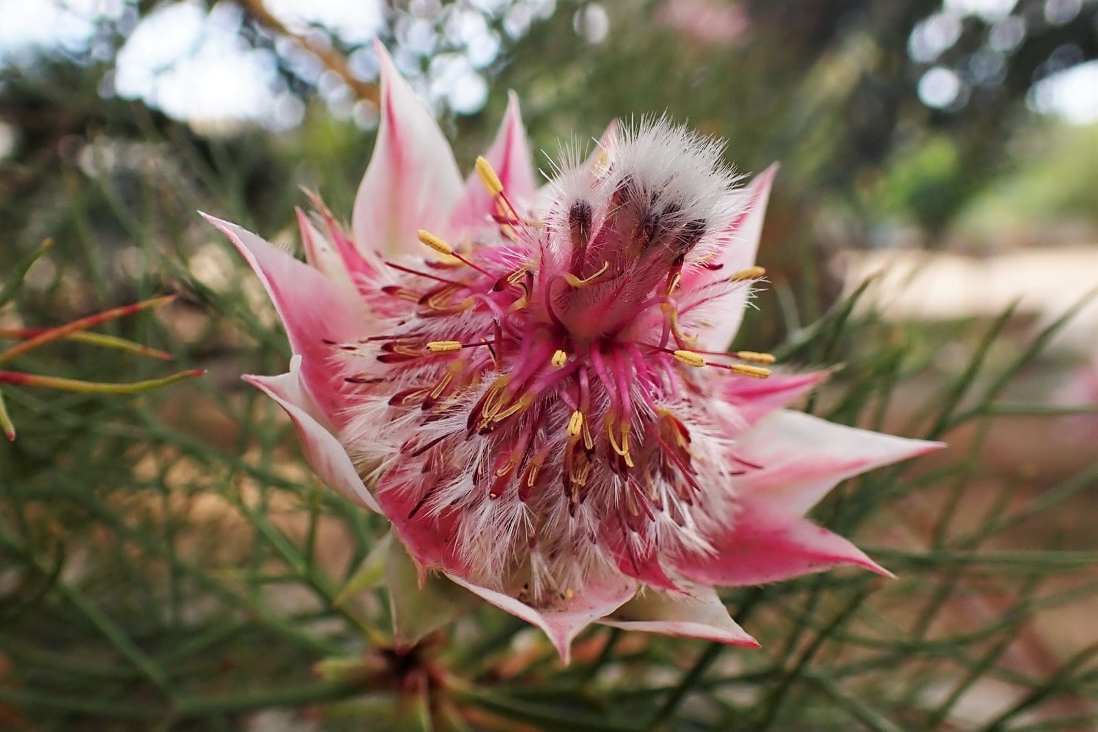 Blushing bride (Serruria florida) - star-like whorl of papery, pointed white bracts flushed deep pink at the tips, surrounding the flower head, soft silvery-fuzzy central flower mass with slender yellow-tipped styles emerging, fine, needle-like ferny evergreen foliage of the fynbos shrub framing the nodding flower head.