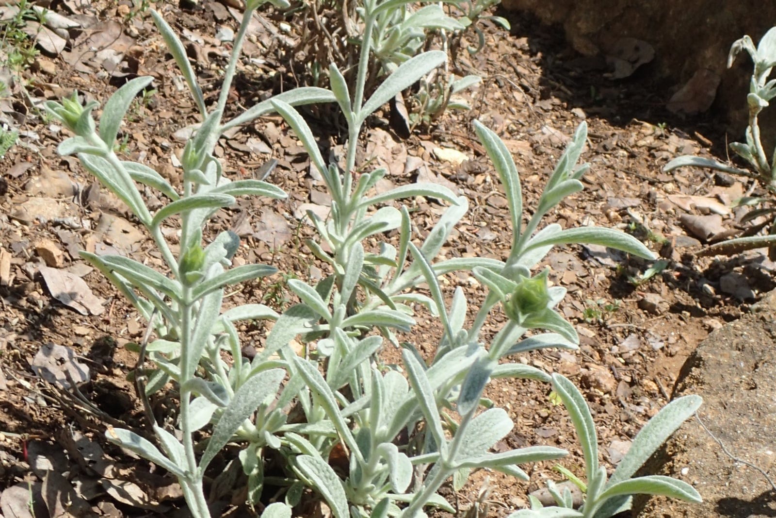 Greek mountain tea (Sideritis syriaca) - woolly, felted silver-grey foliage forming basal rosettes and clothing the stiff upright stems, erect, unbranched flowering stems characteristic of the plant's habit, developing woolly flower spikes (felted bracts) at the stem tips, growing in a dry rocky mediterranean setting.
