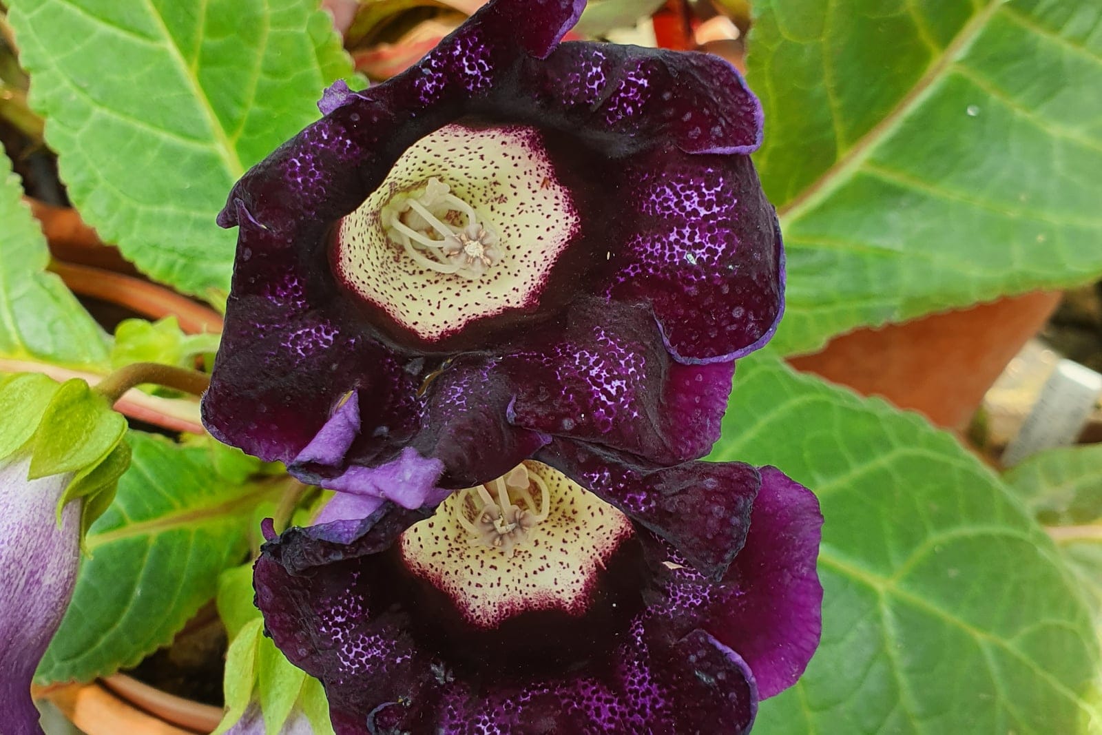 Gloxinia (Sinningia speciosa) - velvety dark-purple/maroon broad bell-shaped (campanulate) flowers held nearly upright with frilled, ruffled lobes, large opposite ovate green leaves with toothed margins and a soft, hairy (downy) surface, spotted/netted patterning inside the pale flower throat.
