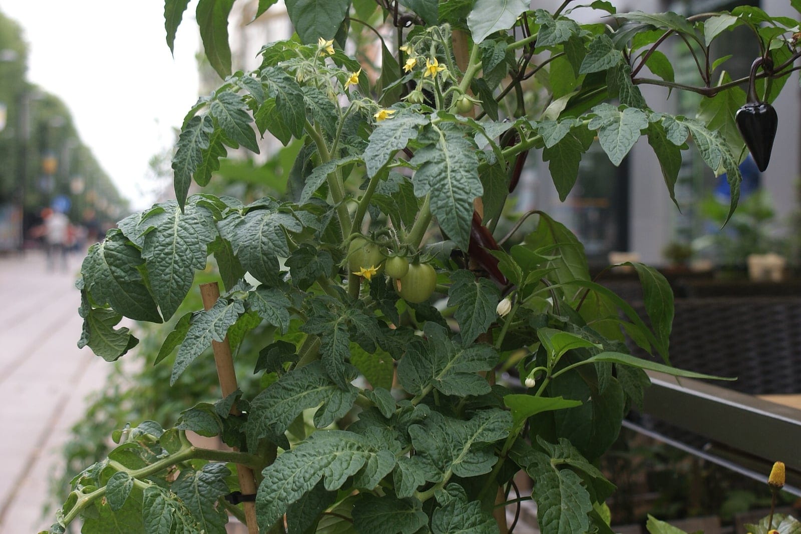 A mature, cane-staked garden tomato plant (Solanum lycopersicum) showing its full bushy habit with pinnately compound leaves, yellow flowers, and developing green fruit together on one plant.