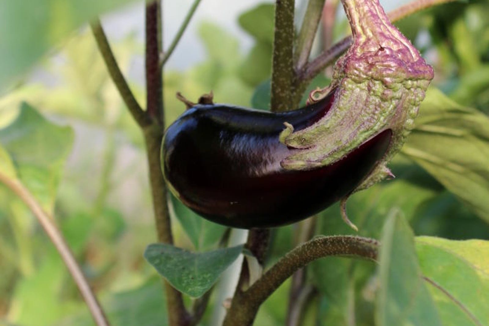 Eggplant (Solanum melongena) showing a single glossy dark-purple fruit hanging from a spiny green calyx on a purple-tinged stem with lobed grey-green foliage.
