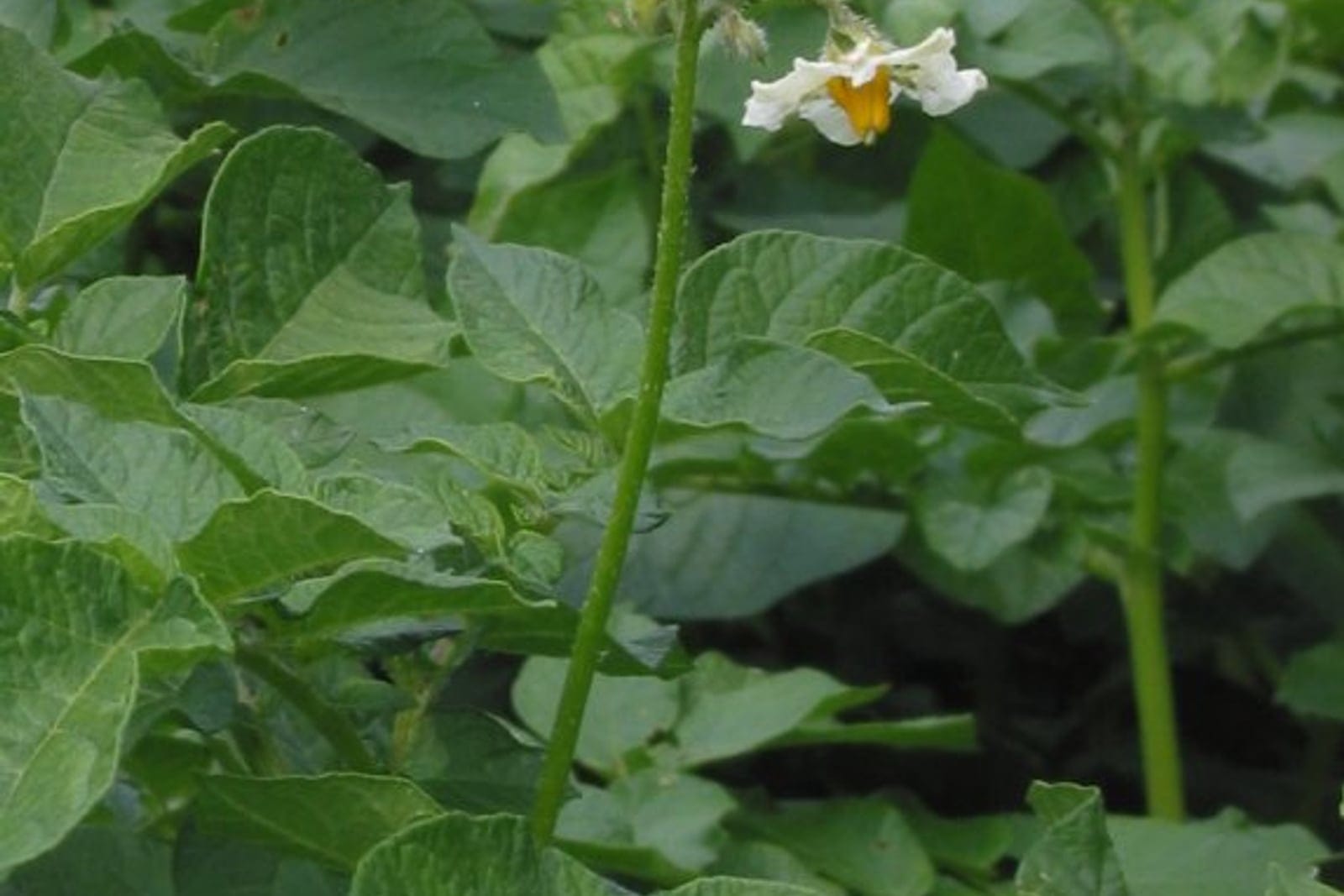 Flowering potato (Solanum tuberosum) plant showing an upright stem topped by white star-shaped flowers with a yellow central anther cone above compound pinnate foliage.