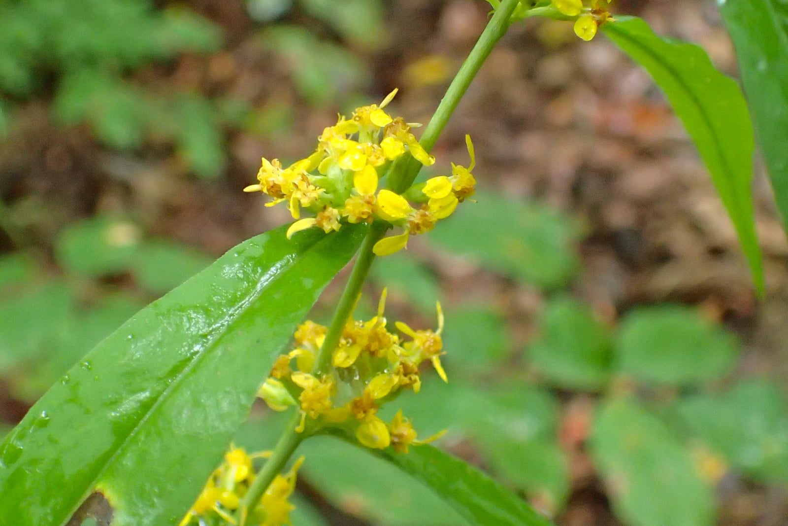 Blue-stemmed goldenrod (Solidago caesia) with small yellow flower clusters borne in the leaf axils along an arching stem, above lance-shaped toothed leaves, in a shaded woodland setting.