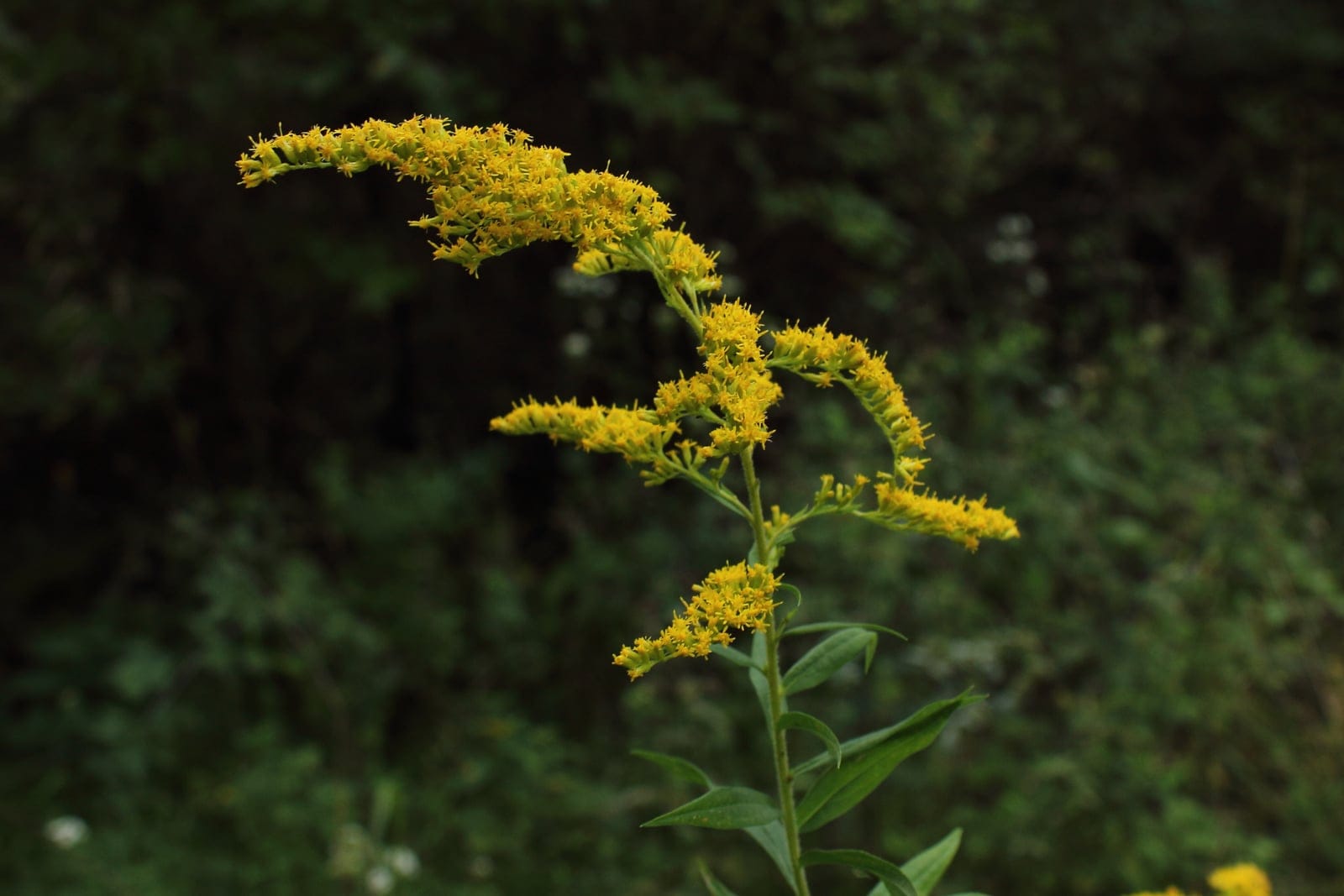 Canada goldenrod (Solidago canadensis) showing characteristic plume of bright yellow flowers.