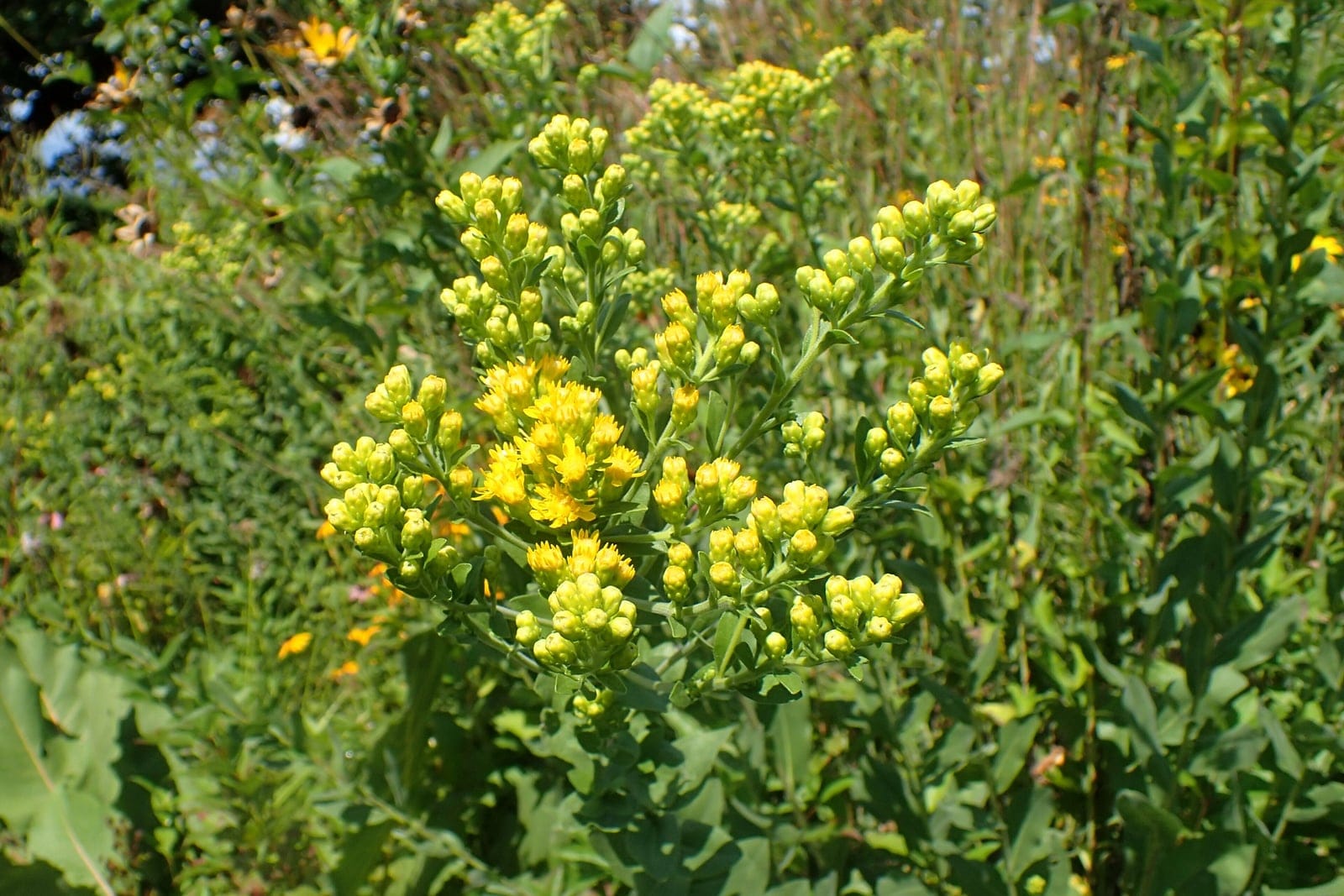 Vara de oro rígida (Solidago rigida) con un corimbo aplanado de pequeños capítulos amarillos parecidos a margaritas sobre tallos foliosos rígidos.