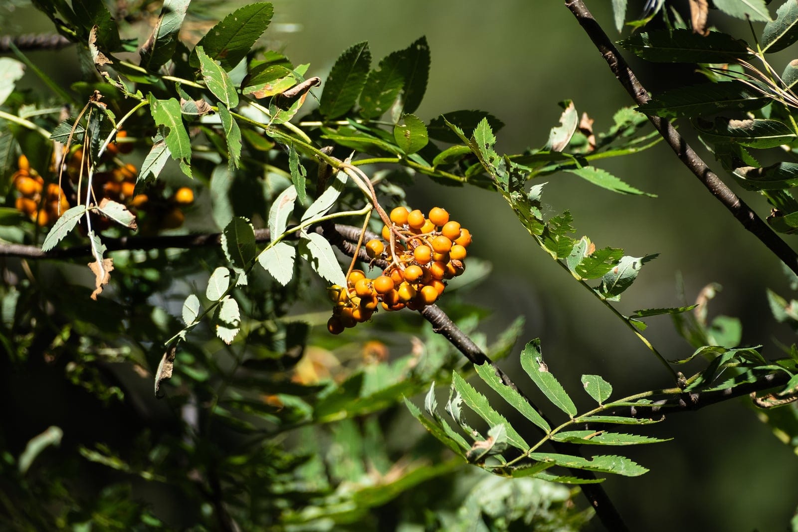 Rowan (Sorbus aucuparia) - pinnate compound leaves with sharply serrated leaflets, dense corymb cluster of small round orange-red berries (pomes), slender woody twigs bearing the fruit clusters.