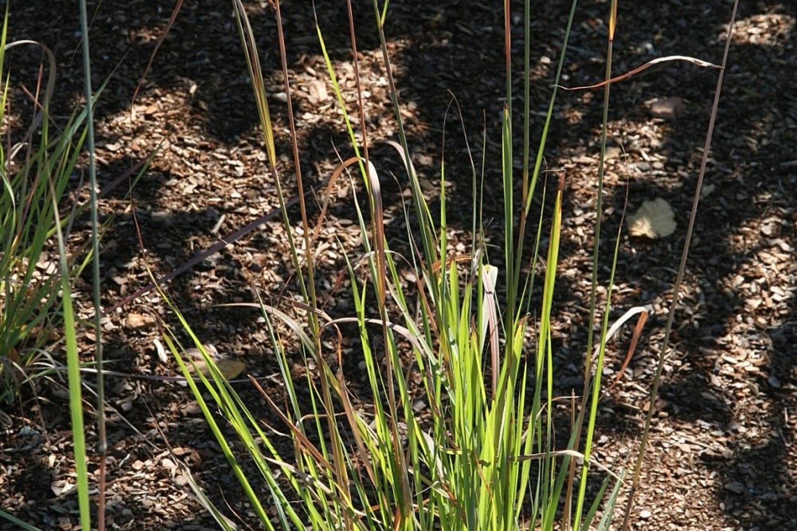 Indian grass (Sorghastrum nutans) green single clump in the growing season, showing the upright tuft of slender blades and emerging culms.