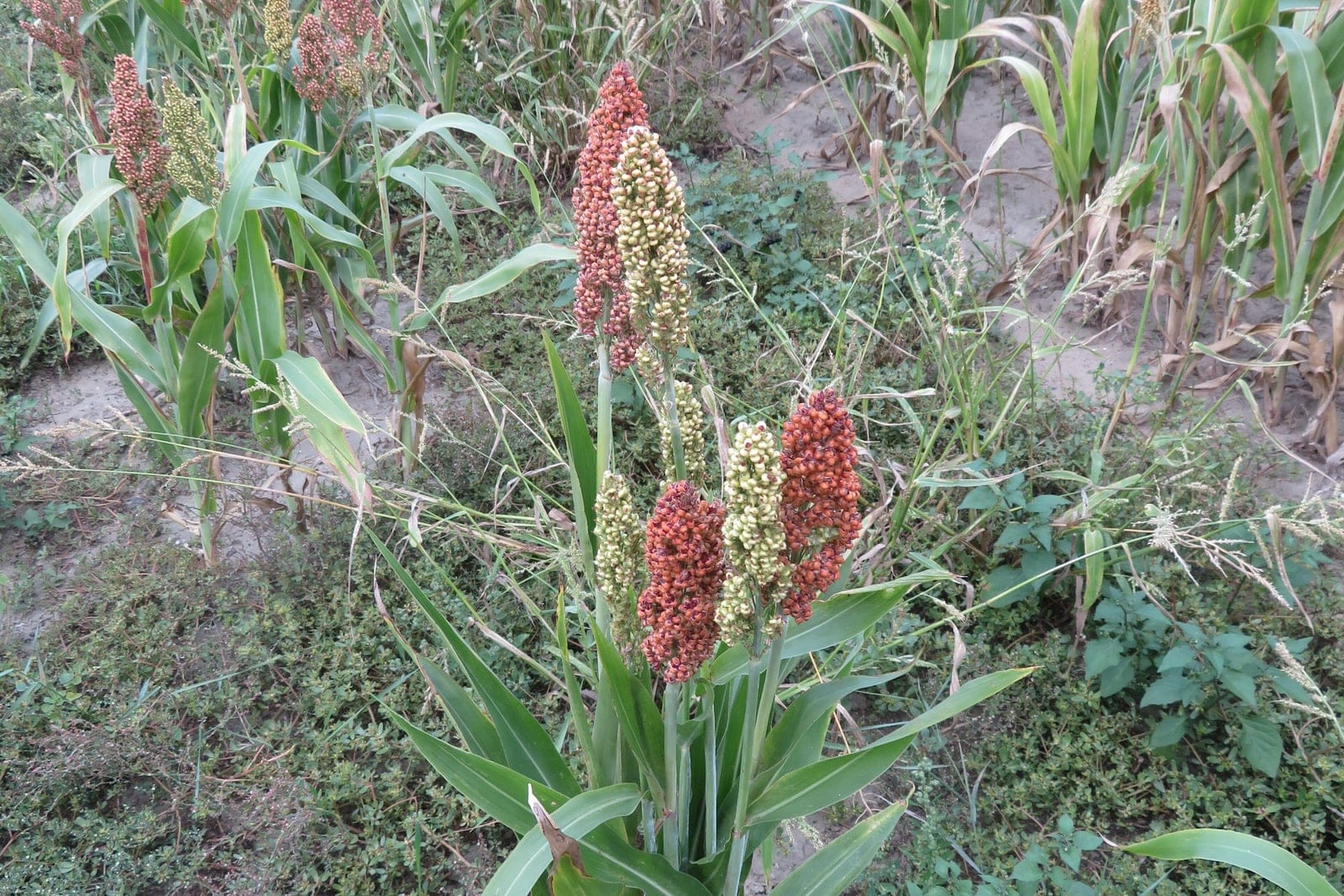 Sorghum (Sorghum bicolor) - dense terminal panicles of grain ripening cream and red-brown at the top of upright stems, broad, maize-like (corn-like) leaves arching from the base of a robust clumping grass, tall warm-season annual cereal habit shown growing in a field of the same crop.