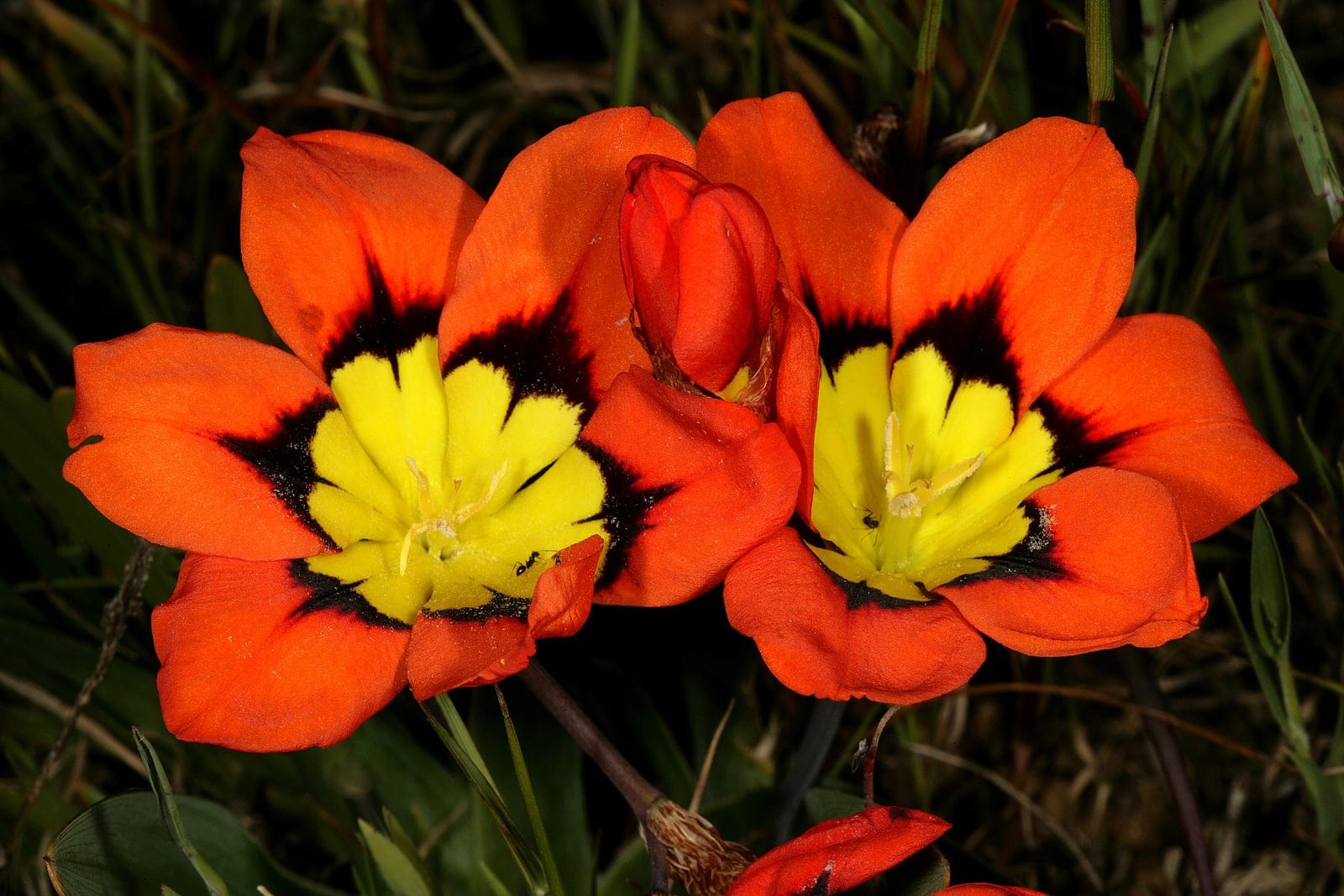 Sparaxis tricolor flowers in natural renosterveld habitat, showing orange-scarlet petals with yellow and reddish-black centres