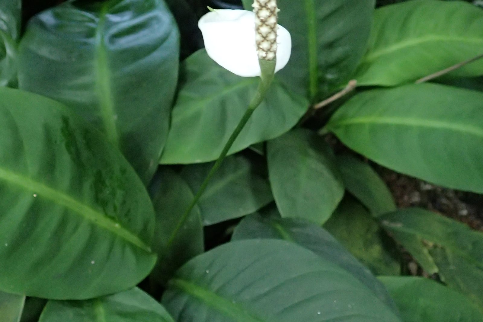 Snowflower (Spathiphyllum floribundum) - a white spathe around a cream spadix on a slender stalk, rising from a clump of broad, glossy, dark green leaves, at the New York Botanical Garden.