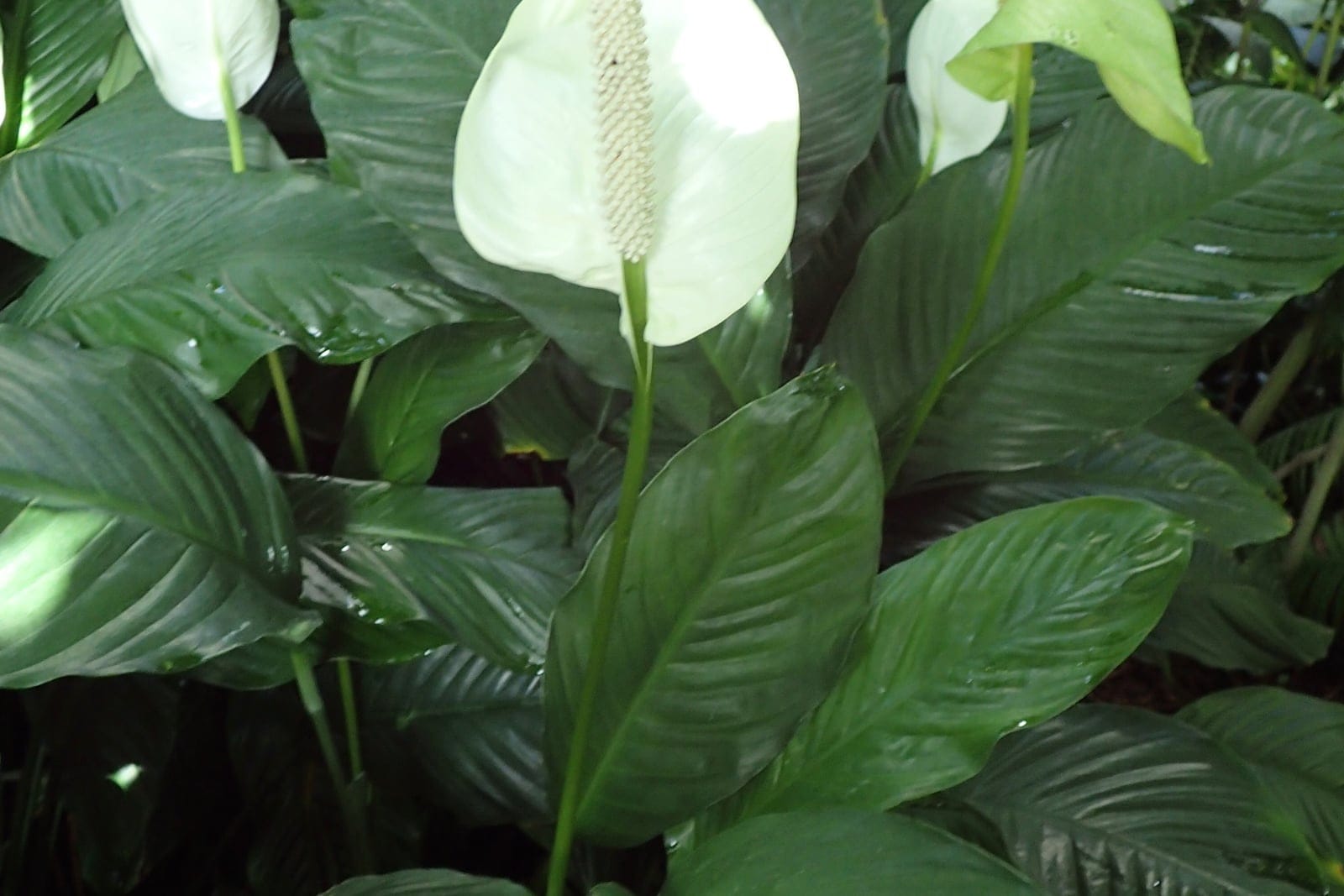 Peace lily (Spathiphyllum wallisii) - glossy, dark-green, lance-shaped (oblong-lanceolate) leaves with prominent parallel venation, borne in a dense basal clump, white leafy hood (spathe) wrapped around an upright creamy-to-greenish spadix, the signature peace-lily inflorescence, multiple inflorescences at different stages on long upright stalks, showing the evergreen tropical foliage-houseplant habit.