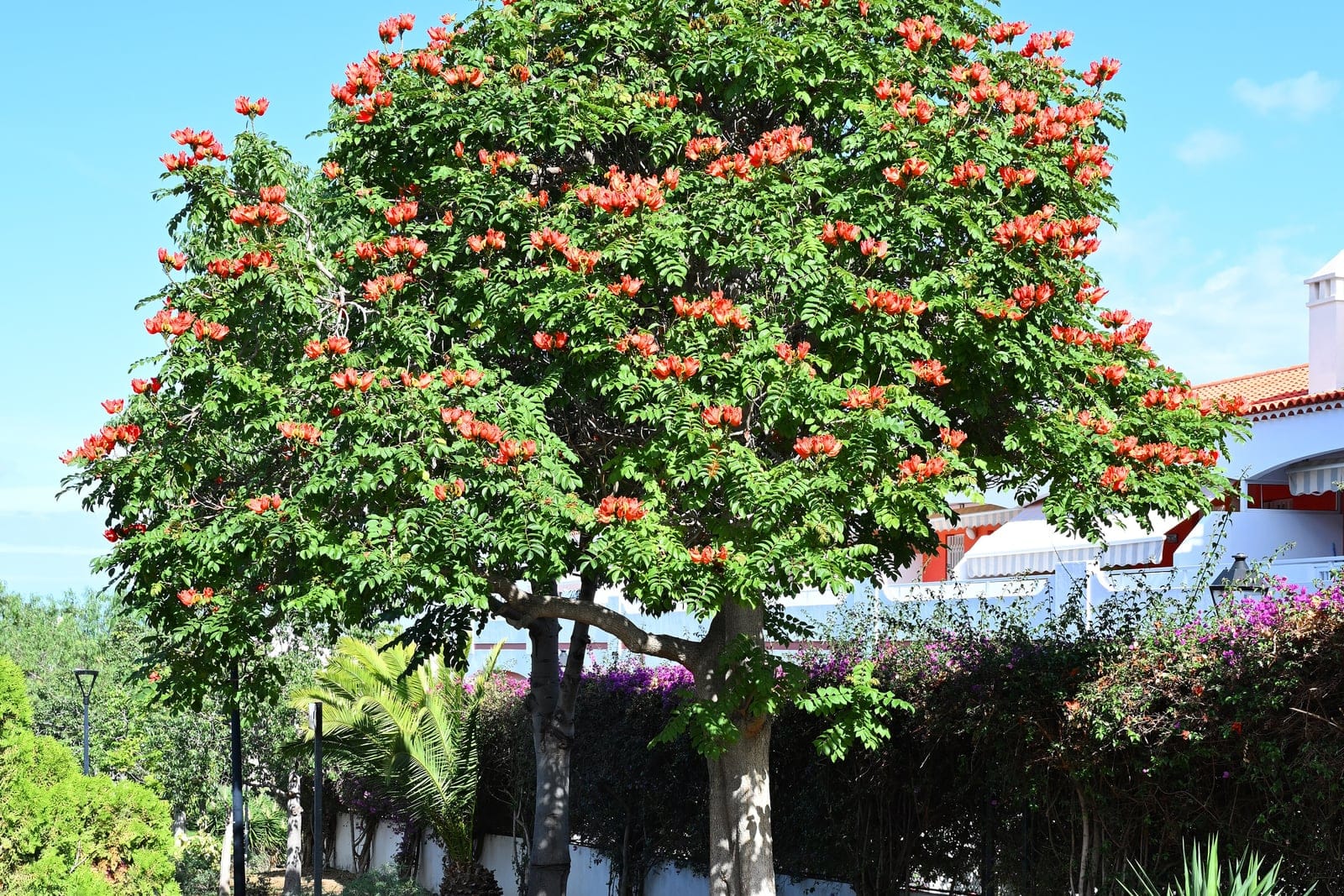 African tulip tree (Spathodea campanulata) - broad, dense rounded crown on a single upright trunk - the full tree habit of a large tropical tree, showy upturned clusters of scarlet-to-orange tulip-shaped flowers scattered across the canopy, dense, glossy dark-green pinnately compound foliage filling the crown.