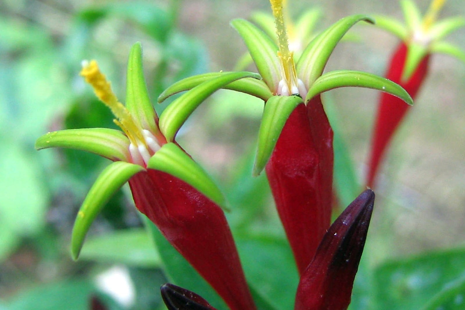 Indian pink (Spigelia marilandica) showing characteristic red-and-yellow tubular flowers.