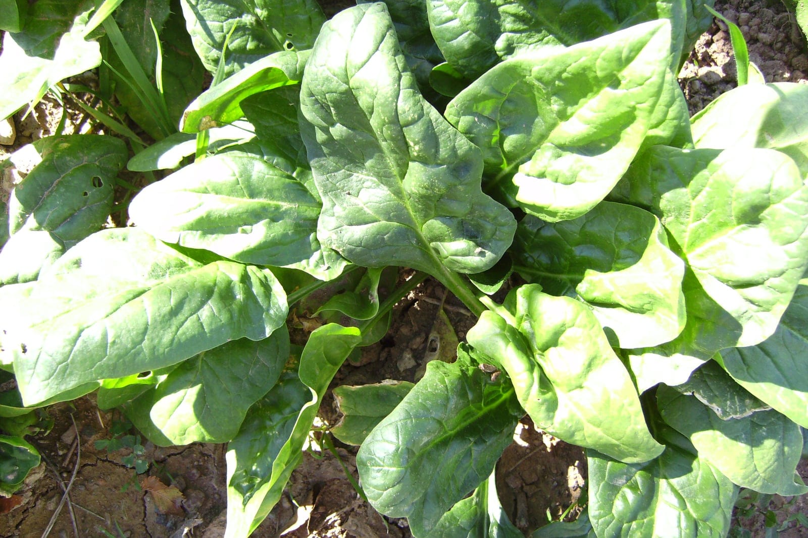 Spinach (Spinacia oleracea) growing as a low basal rosette of broad, dark-green, slightly savoyed leaves.