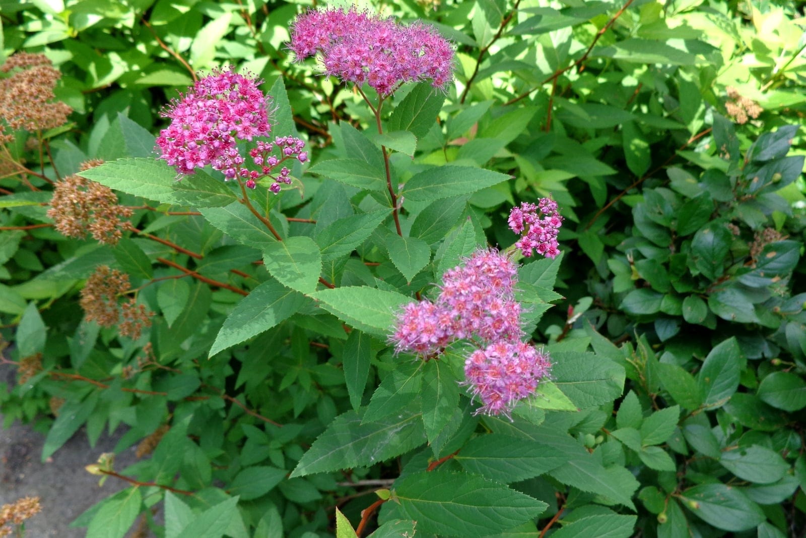 Arbuste de spirée du Japon (Spiraea japonica) aux inflorescences aplaties roses au-dessus de feuilles vertes ovales à dents aiguës, sur des tiges brun-rouge.