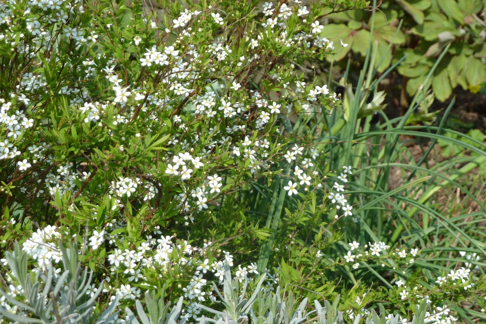 Arbuste de spirée de Thunberg couvert de petites fleurs blanches au début du printemps, montrant des tiges arquées et un port à texture fine