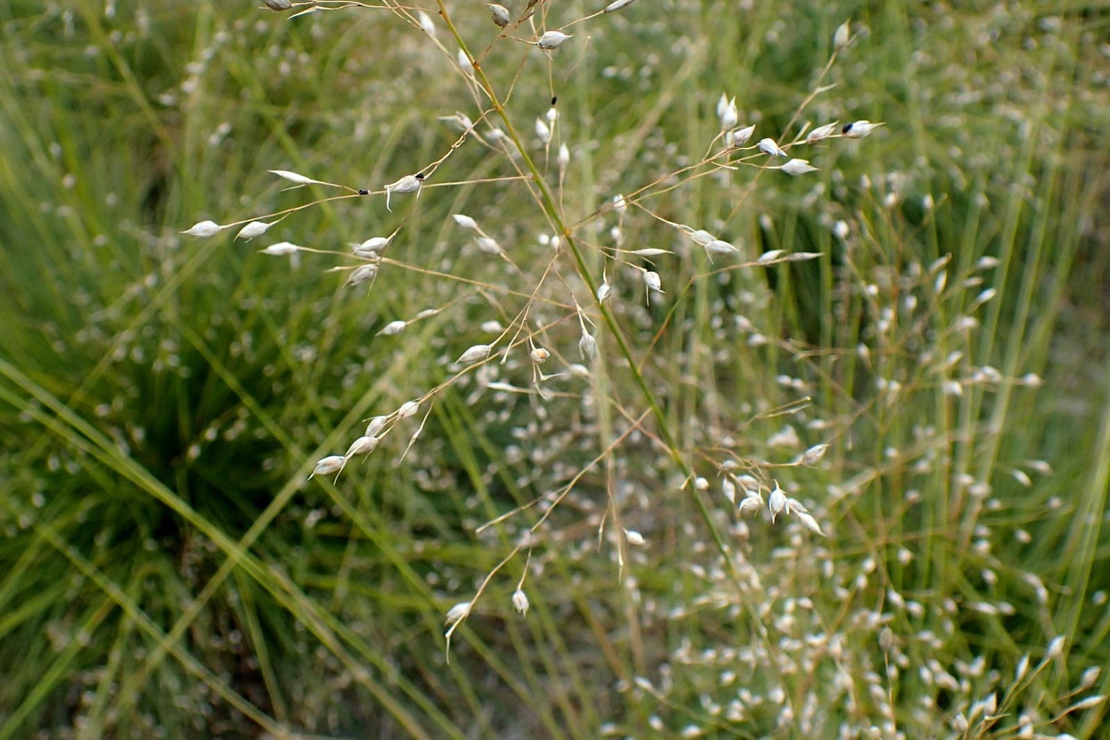 Esporóbolo de pradera (Sporobolus heterolepis) que muestra un follaje fino de color esmeralda con un elegante porte en fuente + panículas de semillas vaporosas.