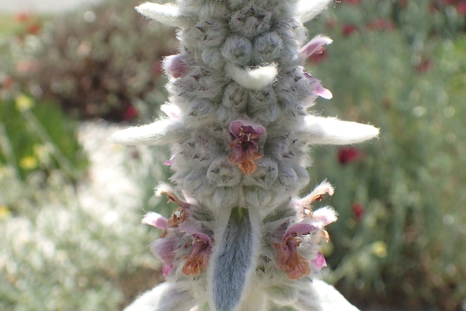Lamb's ear (Stachys byzantina): a dense, woolly white-felted flowering spike studded with small purplish-pink flowers, clothed in the soft silvery hairs that also cover the leaves.