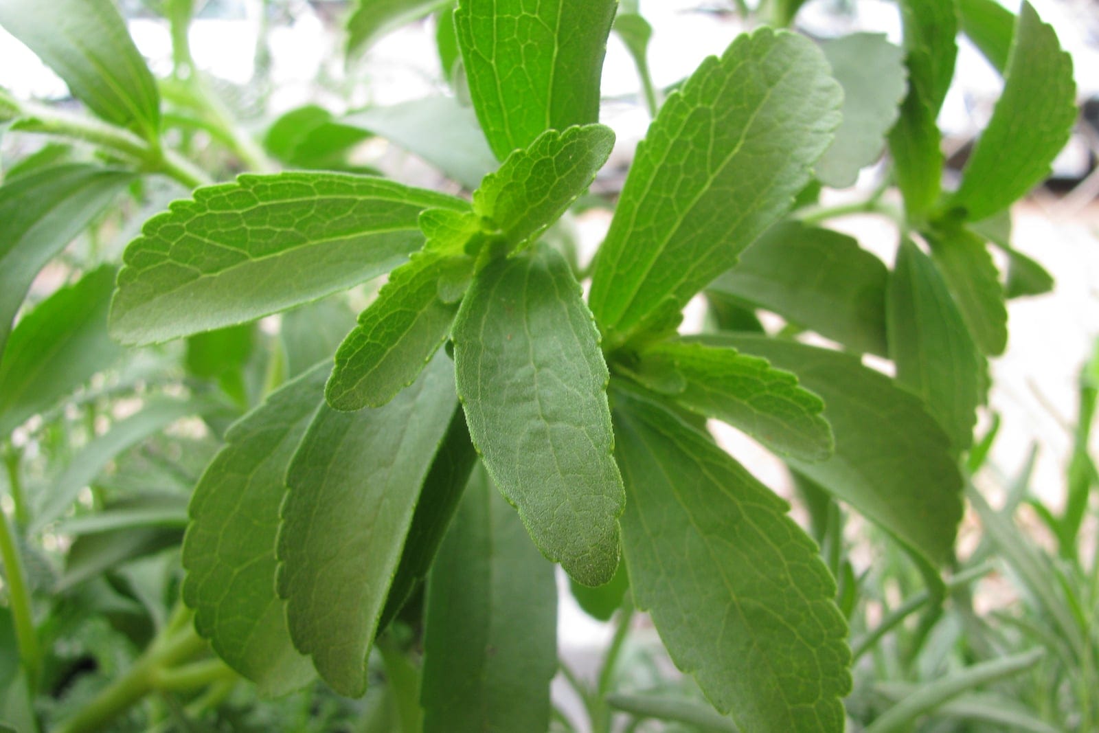 Stevia (Stevia rebaudiana) shoot tip showing oblong, sharply toothed, medium-green leaves arranged in opposite pairs on a leafy stem.