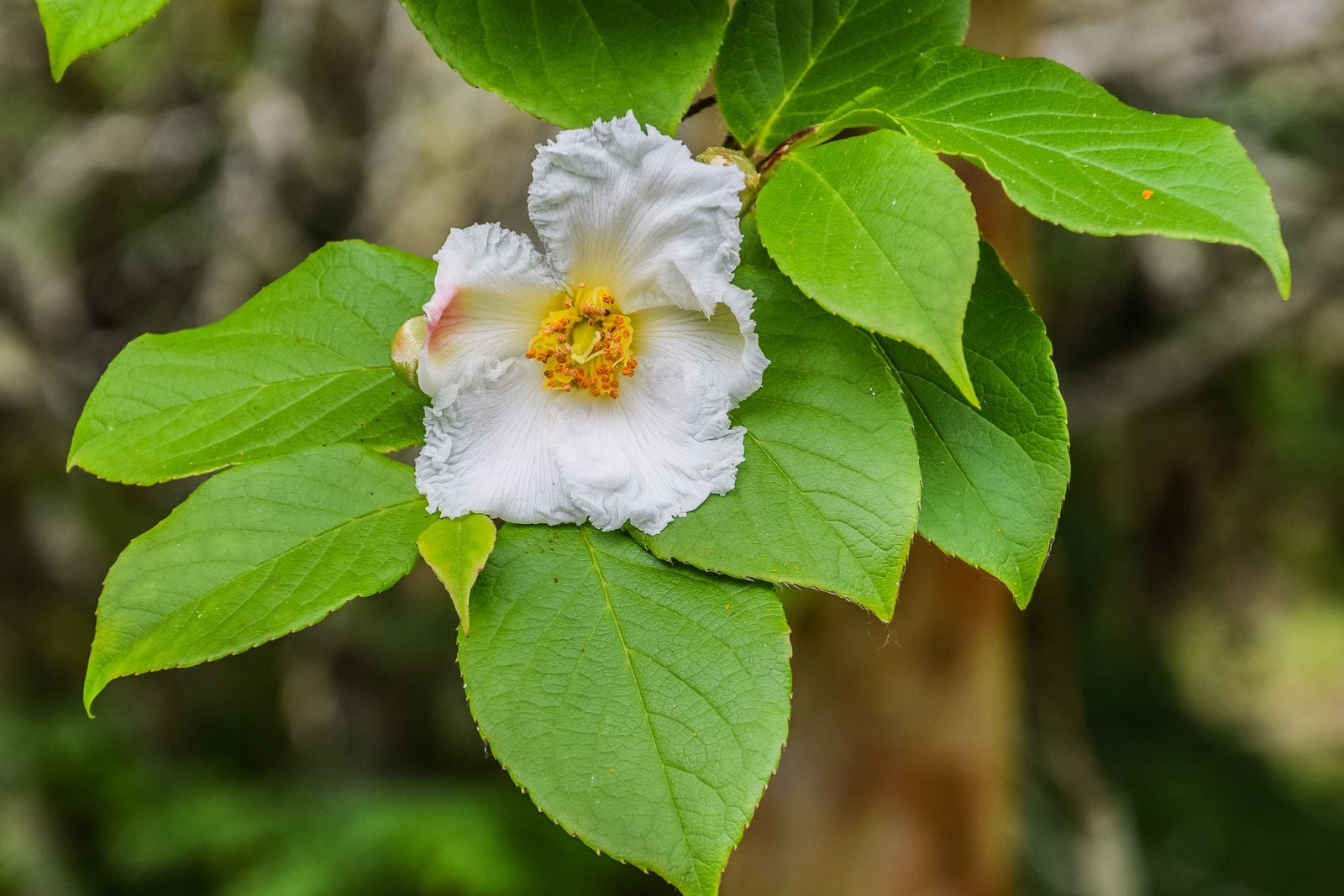 Stewartia pseudocamellia flowers - white five-petalled blooms with a prominent central boss of orange-yellow anthers against dark green foliage