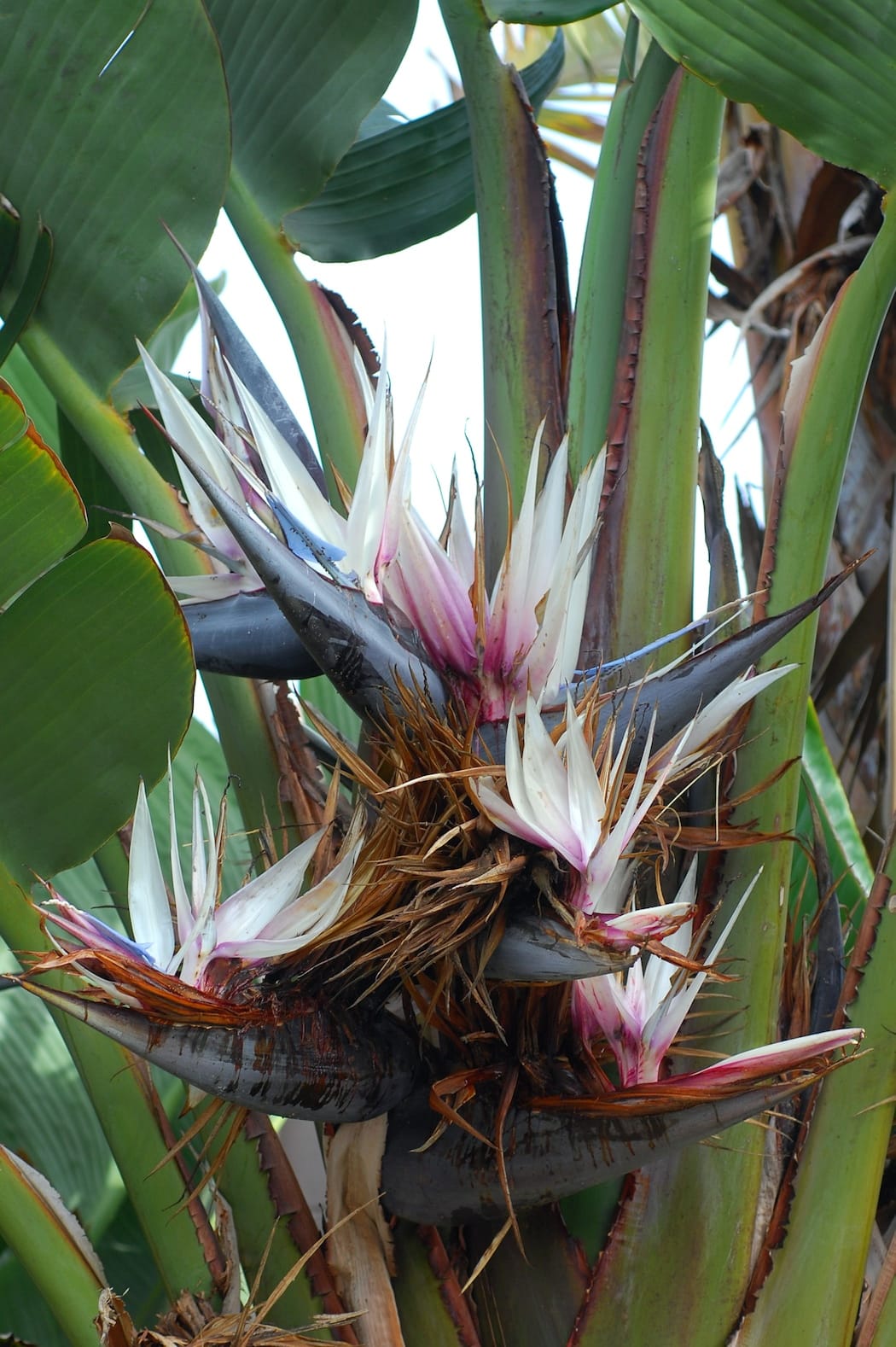 Giant white bird of paradise (Strelitzia nicolai) - white-and-blue crane-like flower, dark boat-shaped bract (spathe), giant paddle-shaped leaves, clumping pseudostems.