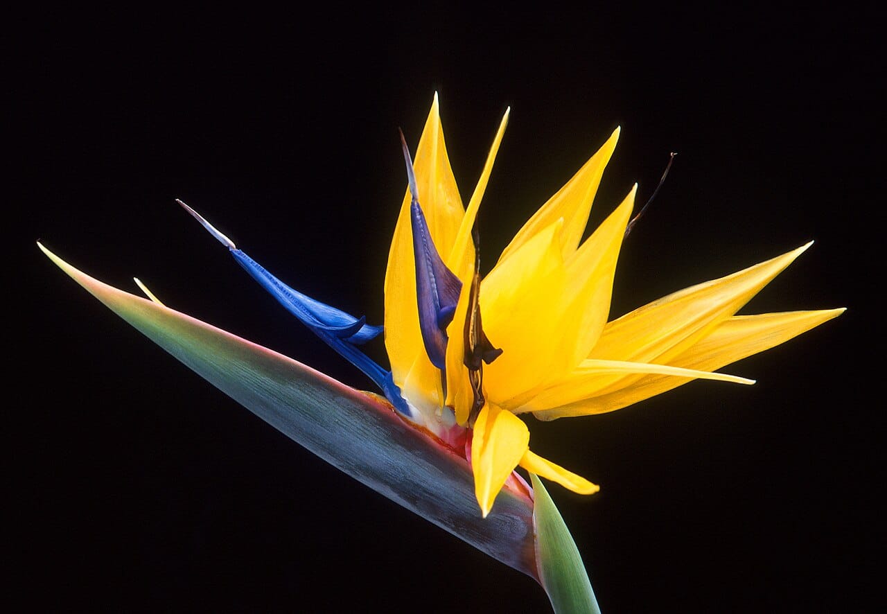 Bird of paradise (Strelitzia reginae) - orange sepals + blue petal tongue, horizontal boat-shaped bract, crane-head flower silhouette.