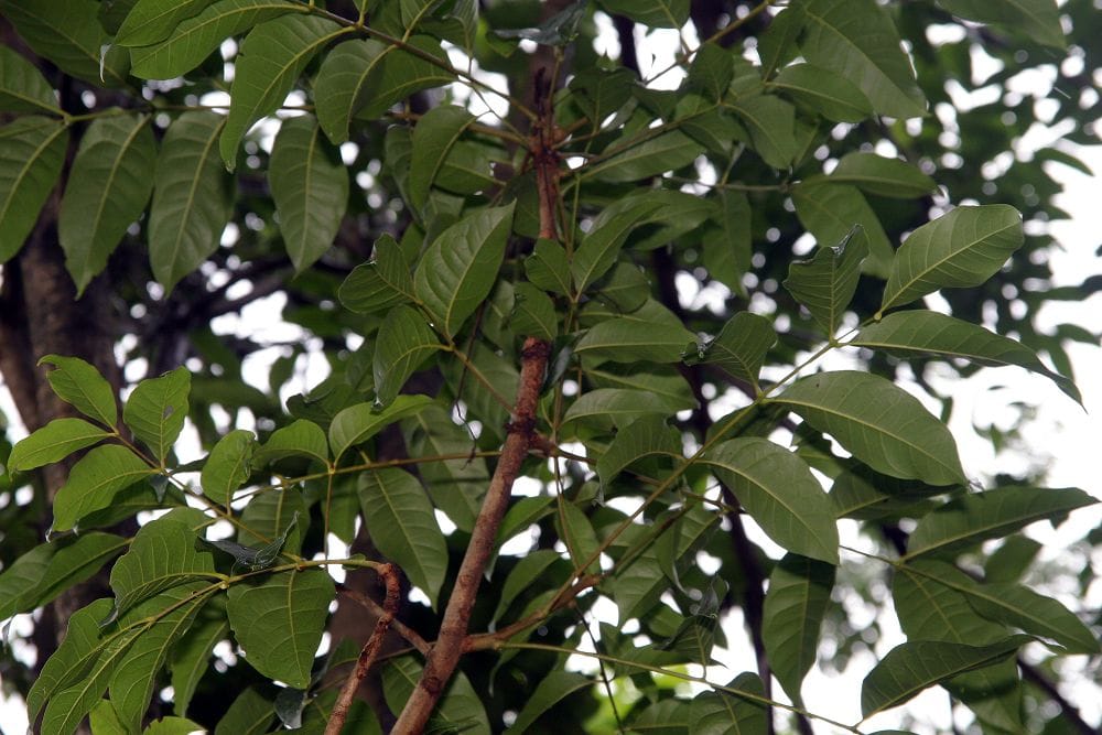 Bigleaf mahogany (Swietenia macrophylla) - pinnate compound leaves (paired leaflets), glossy dark-green foliage, spreading tropical-tree canopy.