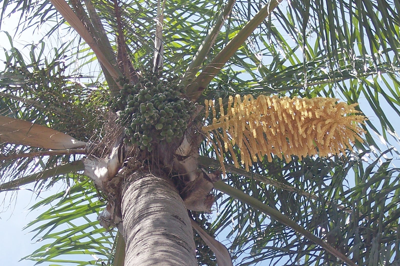 Jerivá (Syagrus romanzoffiana) visto de baixo: uma inflorescência pendente de flores amarelo-claras e um cacho de frutos verdes, ainda não maduros, entre folhas pinadas arqueadas no alto de um tronco cinza e liso, em Tampa, Flórida.