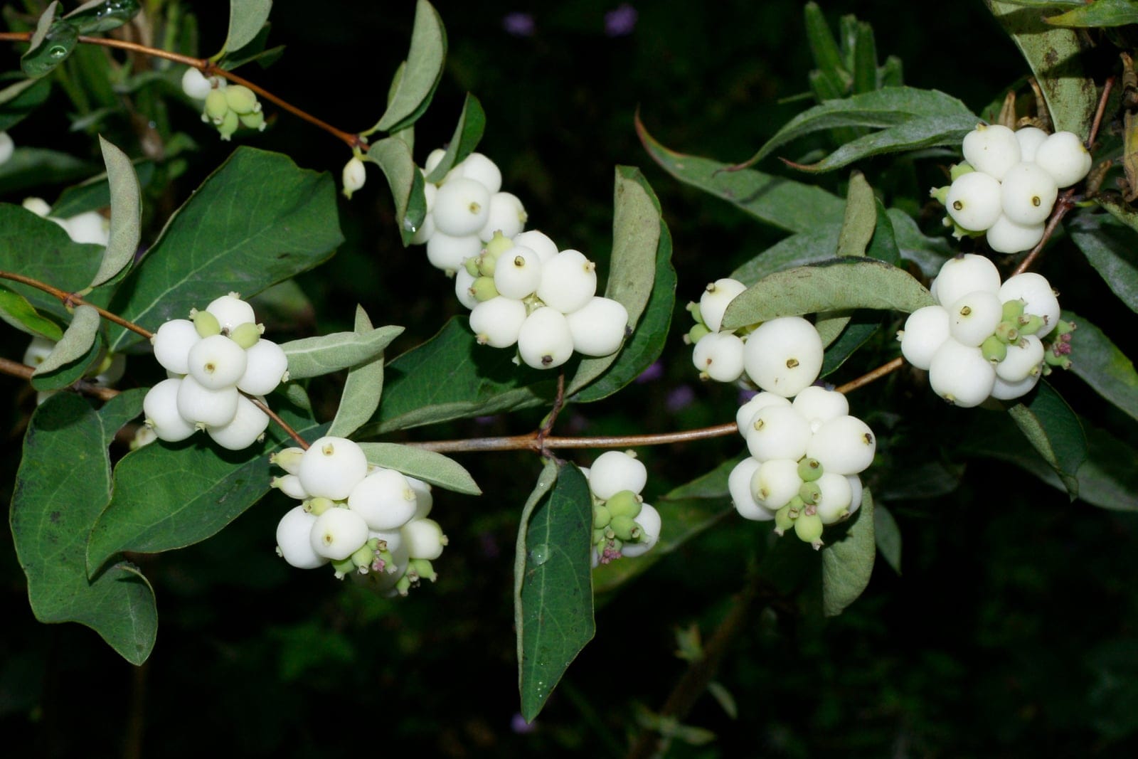 Ripe white berries of Symphoricarpos albus (common snowberry) clustered on a shrub branch near Schlüchtern, Hesse, Germany
